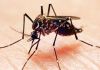 SC registra segunda morte por dengue em 2021