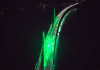 Ponte Anita Garibaldi recebe iluminação especial na Semana do Meio Ambiente