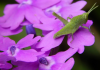 Detalhes