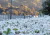 Ar polar deverá trazer o frio mais forte de 2021 em SC