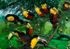 Animais da Mata Atlântica em exposição no Infinity Shopping
