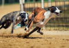  Alesc rejeita projeto de lei que proibia corrida de cães em SC