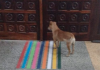 Cachorro aguarda dona na porta de hospital por mais de uma hora
