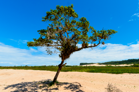 Natureza, vamos preservar