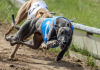 TJSC mantém proteção a cães Galgo vítimas de maus-tratos em corridas clandestinas 