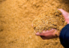Virando energia, 31 mil toneladas de casca de arroz deixaram de ser descartadas em 2021