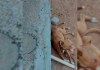 DIC de Araranguá resgata cachorra vítima de maus-tratos na Coloninha