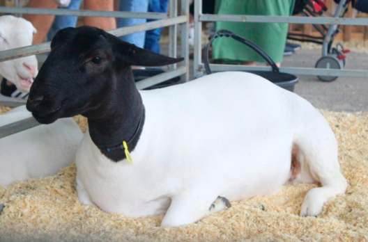 Sul catarinense terá 55 cursos gratuitos para o público rural em fevereiro