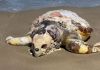 Tartaruga Marinha é encontrada morta na praia Morro dos Conventos de Araranguá