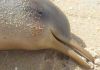 Seis golfinhos de espécie ameaçada de extinção são encontrados mortos em 10 dias em praias de SC