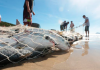 Safra da tainha 2022 inicia neste domingo; previsão aponta boas condições para a pesca