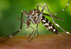 SC registra 23 mortes por dengue em 2022; Veja de onde são as vítimas