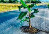 Pé de banana é plantado em buraco de rodovia em Urussanga