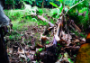 Ciclone traz prejuízo milionário ao campo
