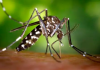 Alerta sobre a dengue: Santa Catarina é o segundo estado com maior volume de mortes no Brasil