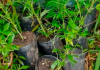 ‘Jardim de maconha’ é descoberto por policiais militares em SC