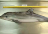Golfinho raro no litoral é encontrado morto com a cauda amputada em SC