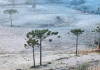 Frio na Serra: confira uma galeria de fotos do amanhecer gelado em SC