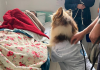 Amor de cães é aliado na cura