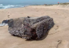 Objetos de navio nazista da 2ª Guerra Mundial são encontrados na Praia do Campeche