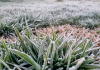 Frio, geada e pancadas de chuva: confira a previsão do tempo para esta quinta-feira em SC