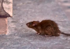O que é o hantavírus, doença transmitida por rato e que causou mortes em SC