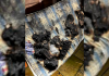 Cachorro incendeia casa após ligar secador por acidente