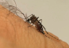 Brasil registra mais de mil mortes por dengue e bate recorde histórico