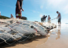 Pescadores iniciam preparativos para a temporada da tainha: 'esperança de boa safra'