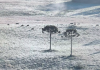 Serra catarinense registra temperaturas abaixo de 0º