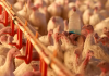 Carta de SC ao Japão destaca segurança na carne de frango para reverter embargo; veja detalhes