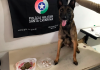 Guarnição do K9 encontra drogas enterradas em terreno na 'Favela do UCCA'