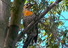 Morador ilustre: pica-pau-rei é atração no Parque Belinzoni