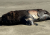 Presença de animais marinhos na beira-mar reforça cuidados dos banhistas nas praias