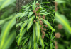 Bem-vindo Dezembro: Dracenas do Parque Belinzoni embelezam e perfumam o ambiente