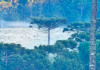Em pleno dezembro, Serra Catarinense registra geada