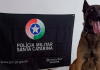 Cão Argo encontra pedra de crack no bairro Vila São José