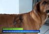Abandono e maus tratos de animais: crime pode levar a reclusão de dois a cinco anos, multa e proibição da guarda
