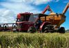 Cooperja acompanha colheita de arroz e atesta a qualidade das sementes e grãos