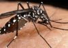 Dengue em Araranguá: ação visa esclarecer dúvidas da população com relação a dengue