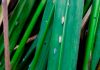 Cooperja monitora presença da Sogata (cigarrinha-do-arroz) e auxilia os produtores