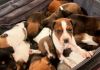 Cães filhotes são abandonados dentro de mala em condomínio de Criciúma