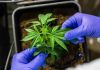 Maconha: STF forma maioria pela descriminalização do porte de maconha para uso pessoal