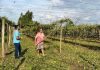 Cooperja pede atenção dos cooperados para lei do vazio sanitário do maracujá