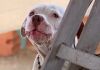 Lei 14.204/2007: Lei proíbe importação, comercialização, criação e circulação de cães da raça Pit Bull