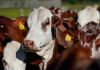 Quatro municípios catarinenses registram novos casos de raiva em bovinos