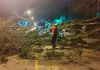 Temporal Provoca Queda de Árvore e Interdita Rua em Araranguá