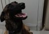 Araranguá: K9 Malia encontra drogas enterradas em terreno baldio