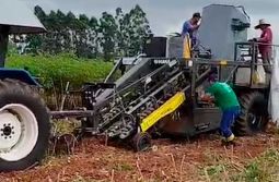 (VIDEO) Colheita da mandioca industrial: evento de abertura acontece nesta sexta-feira em ...