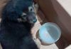 Cãozinho é abandonado e atropelado no bairro Mato Alto e precisa de ajuda